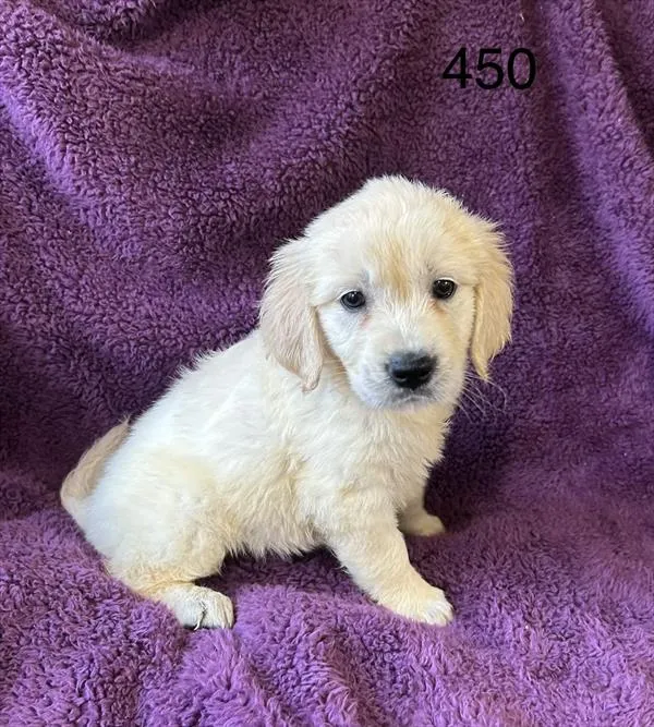 Female Golden Retriever puppy for sale at Petland Wichita West.