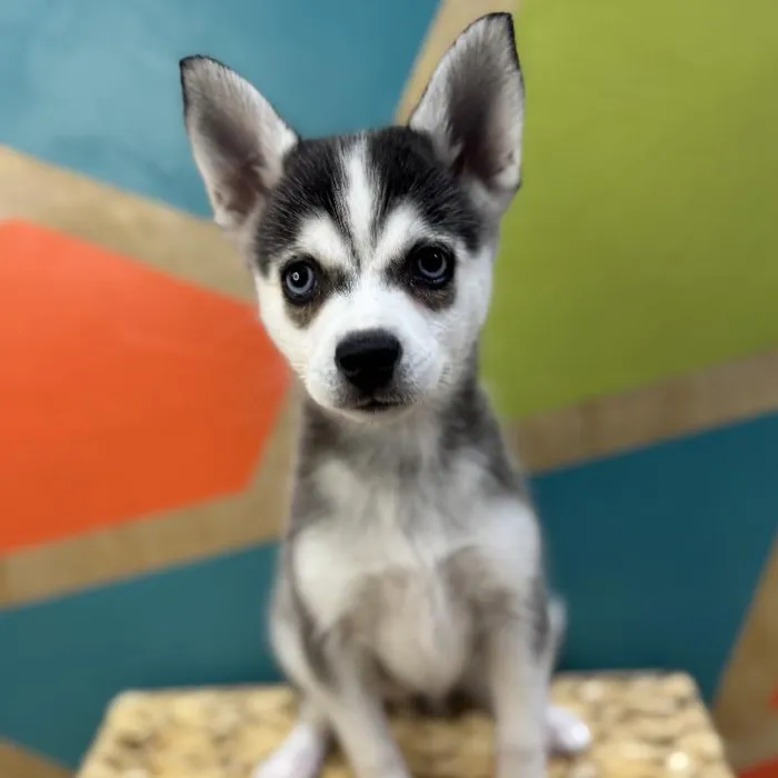 Female Alaskan Klee Kai Puppy for Sale in Rogers, AR