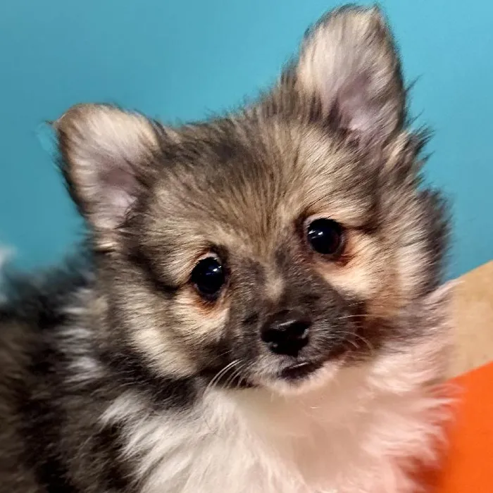 Female Pomeranian Puppy for Sale in Rogers, AR