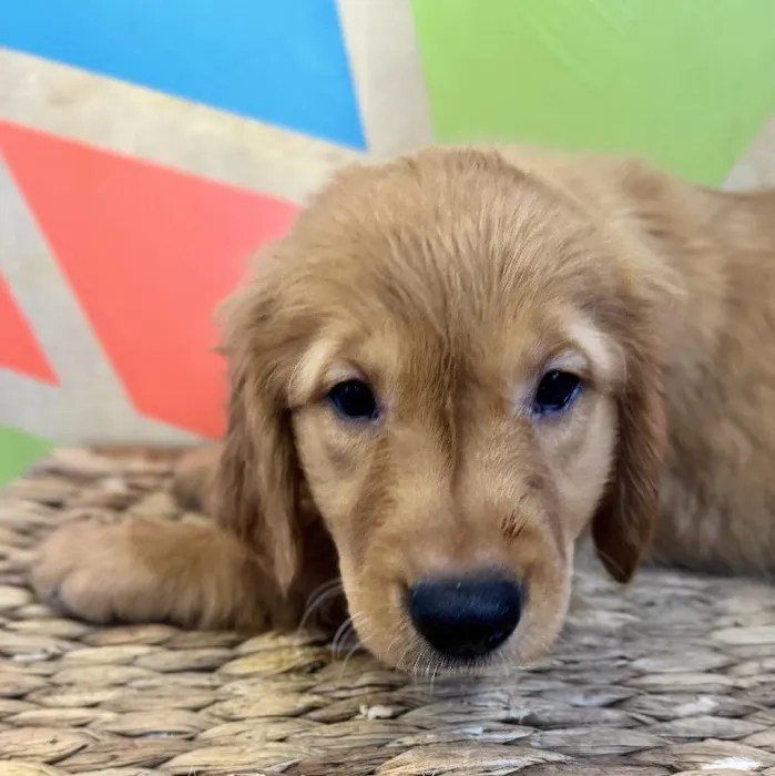 Male Golden Retriever Puppy for Sale in Rogers, AR