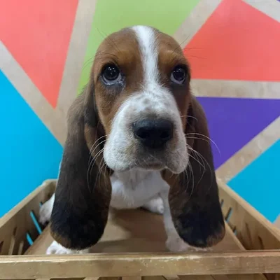 Male Basset Hound Puppy for Sale in Joplin, MO