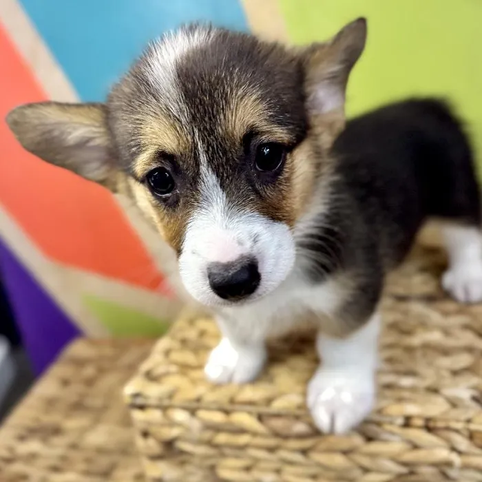 Female Pembroke Welsh Corgi Puppy for Sale in Rogers, AR