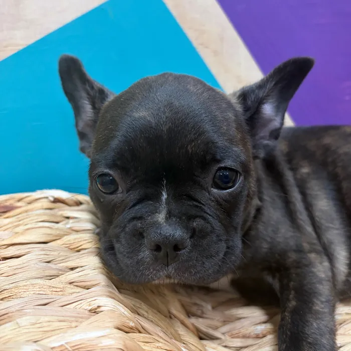 Male Frenchton puppy named Franklin for sale at Petland Wichita West.