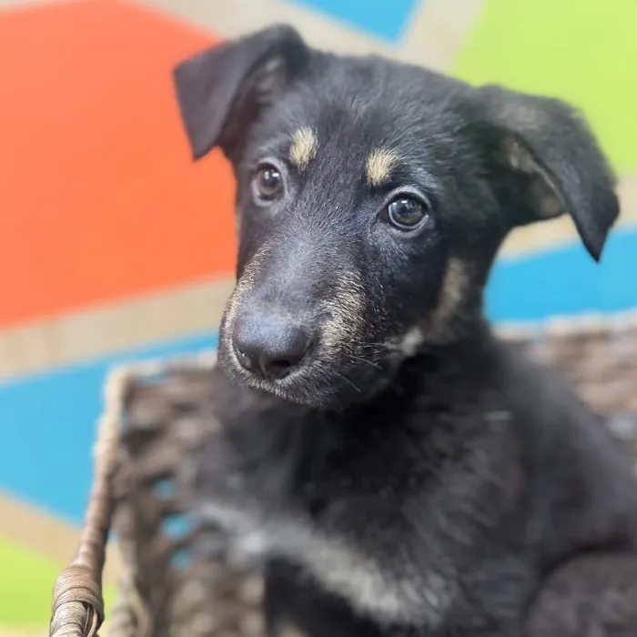 Male German Shepherd Puppy for Sale in Rogers, AR