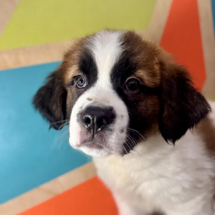 Female Saint Bernard puppy named Cinnamon for sale at Petland Rogers.