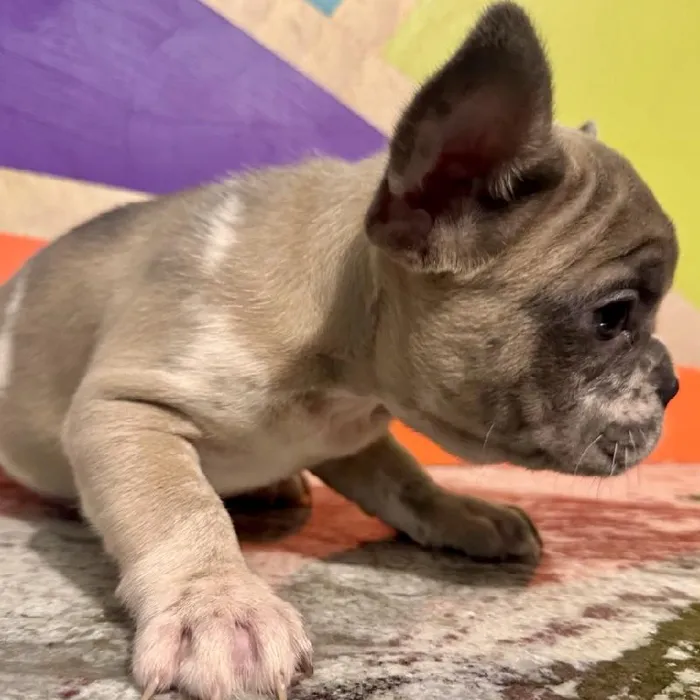 Male French Bulldog Puppy for Sale in Rogers, AR