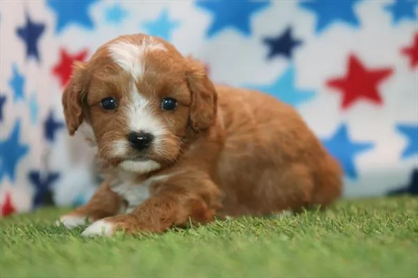 Male Cavapoo puppy for sale at Petland Fayetteville.