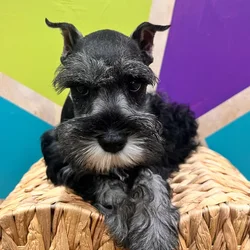 car_main_img_/media/ap_media/pets/VUGQLZERAZJN108645.webp.250x250_q85.webp