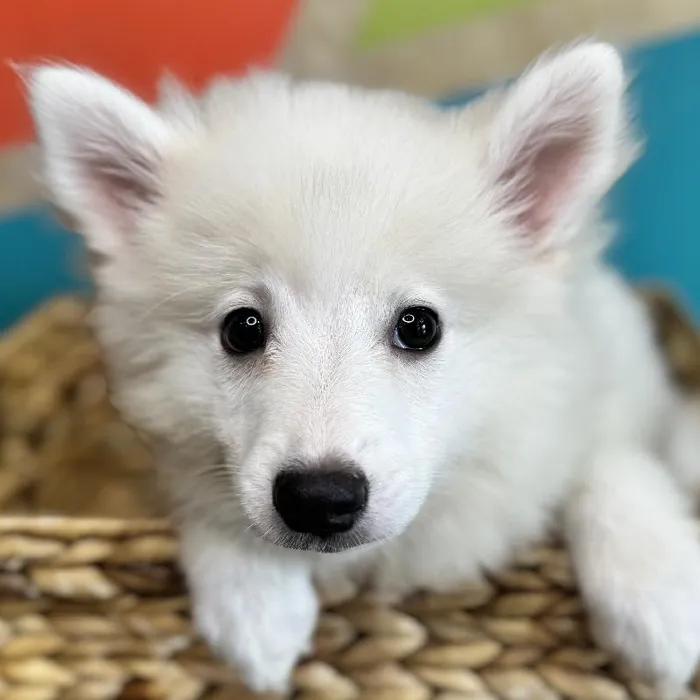 Male American Eskimo Puppy for Sale in Rogers, AR