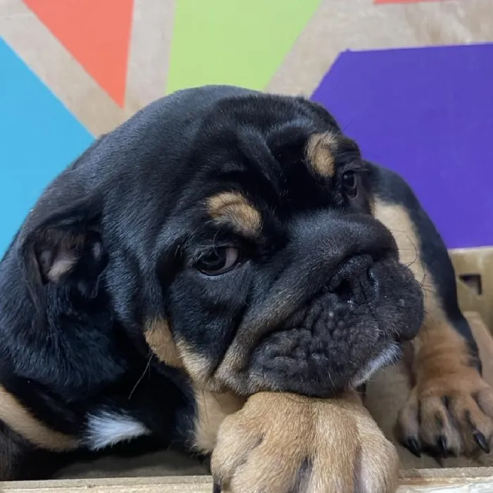 Male English Bulldog puppy named Oliver for sale at Petland Joplin.