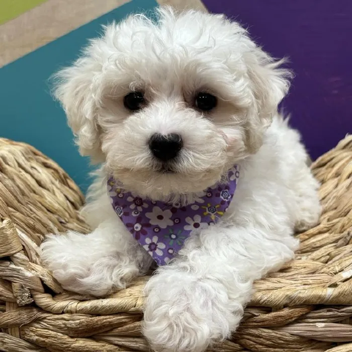 Male Bichon puppy named Yuki for sale at Petland Wichita West.