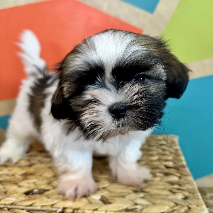 Male Shih Tzu Puppy for Sale in Fayetteville, AR