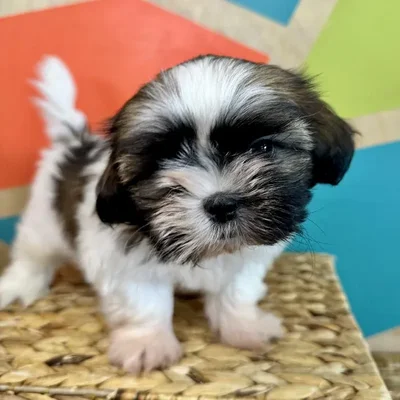 Male Shih Tzu Puppy for Sale in Fayetteville, AR