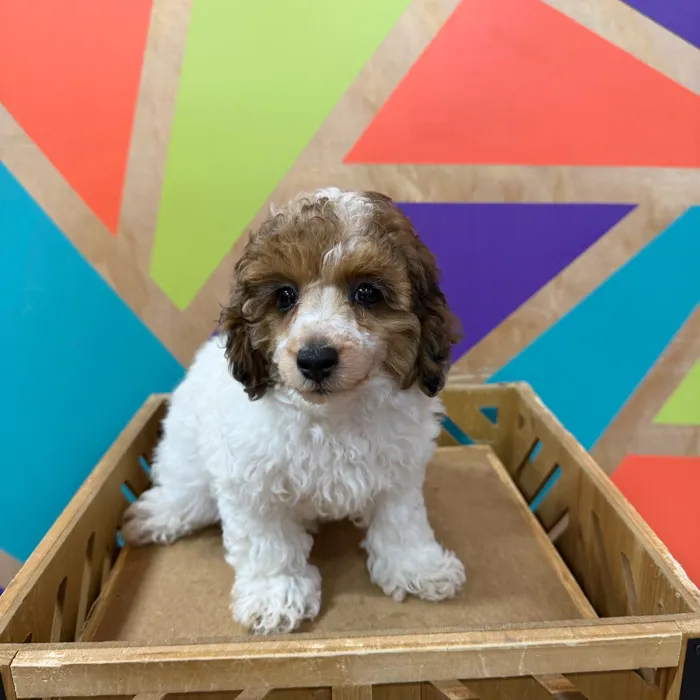 Female Mini Poodle puppy named Dahlia for sale at Petland Joplin.