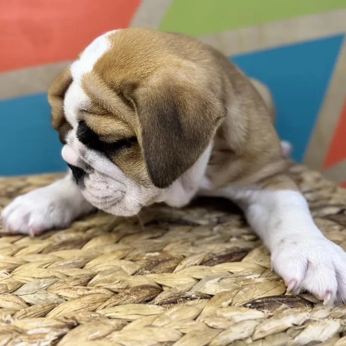 Male English Bulldog Puppy for Sale in Rogers, AR