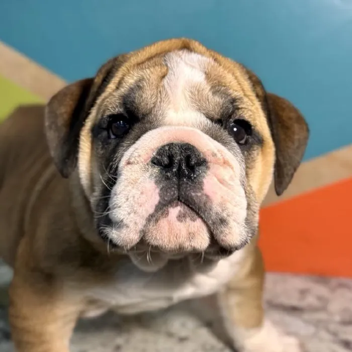 Female English Bulldog Puppy for Sale in Rogers, AR