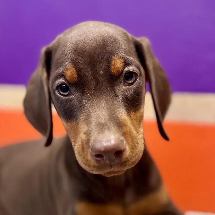 Female Doberman Pinscher puppy named Virgina for sale at Petland Rogers.