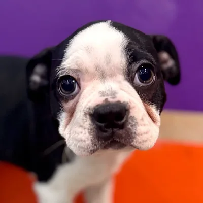 Female Boston Terrier puppy named Barbie for sale at Petland Rogers.