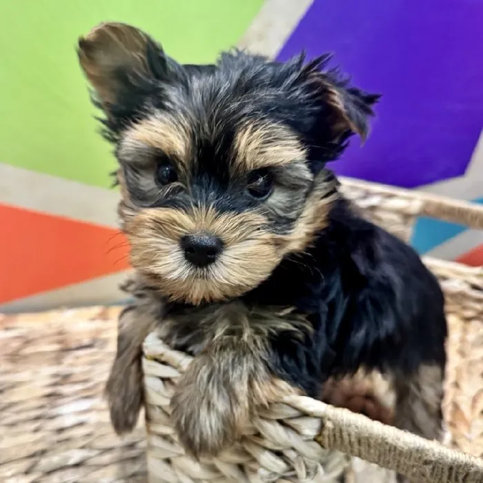 Male Yorkie Puppy for Sale in Rogers, AR