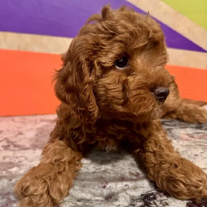 Female F1B Cavapoo Puppy for Sale in Rogers, AR