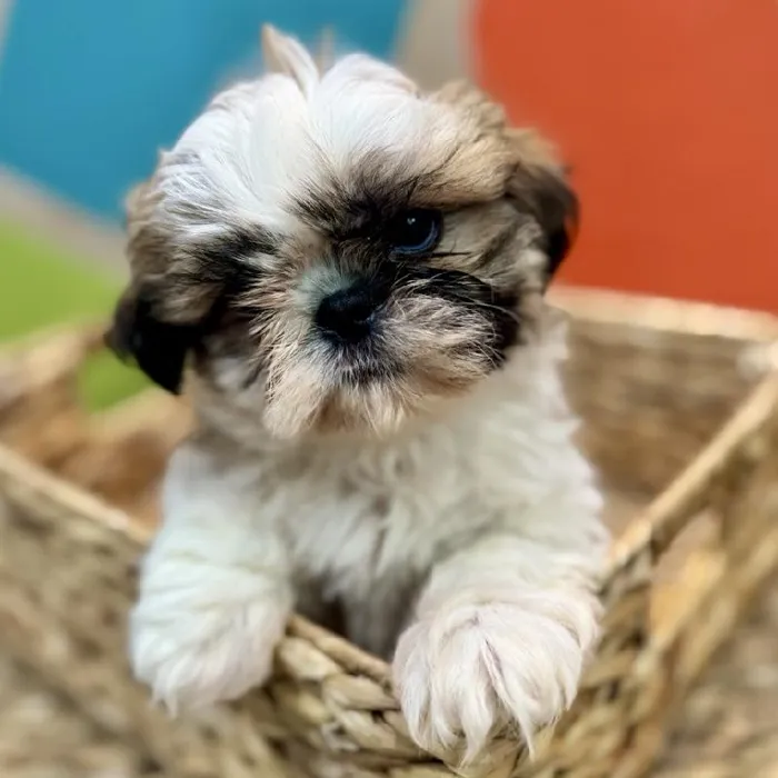 Male Shih Tzu Puppy for Sale in Rogers, AR
