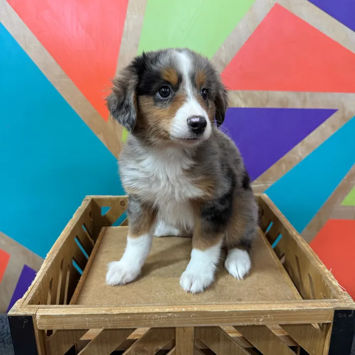 Male Mini Aussie puppy for sale at Petland Joplin.