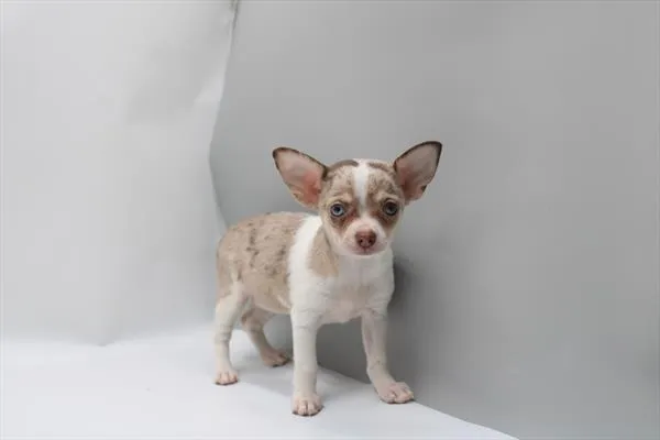 Female Chihuahua puppy for sale at Petland Joplin.
