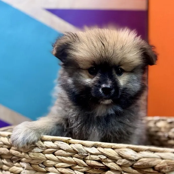 Male Pomeranian Puppy for Sale in Rogers, AR