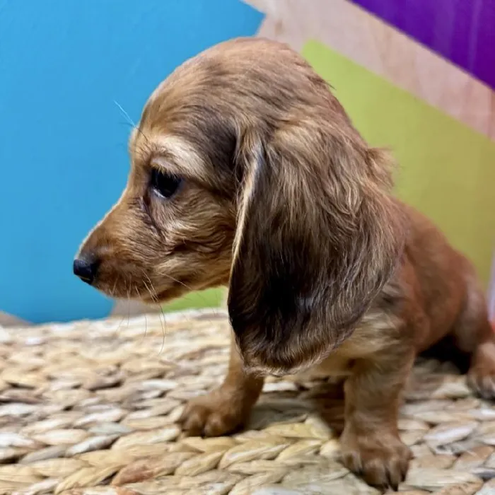 Female Dachshund Puppy for Sale in Rogers, AR