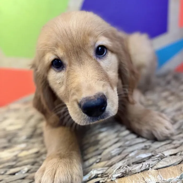 Female Golden Retriever Puppy for Sale in Rogers, AR