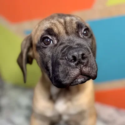 Male Bullmastiff puppy named Barker for sale at Petland Rogers.