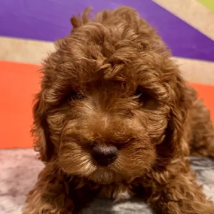 Female F1B Cavapoo Puppy for Sale in Rogers, AR