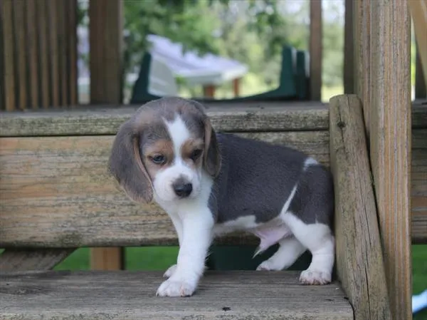 Male Beagle puppy for sale at Petland Joplin.