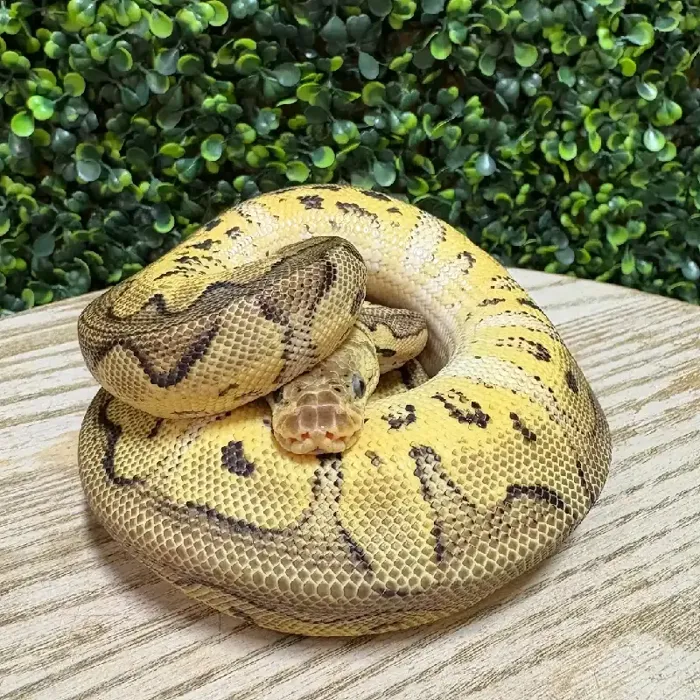 Male Ball Python reptile for sale at Petland Joplin.
