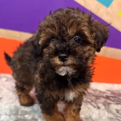 Male Maltipoo puppy named Mario for sale at Petland Rogers.