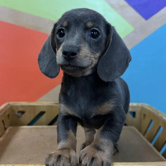 Female Dachshund puppy named Marian for sale at Petland Rogers.