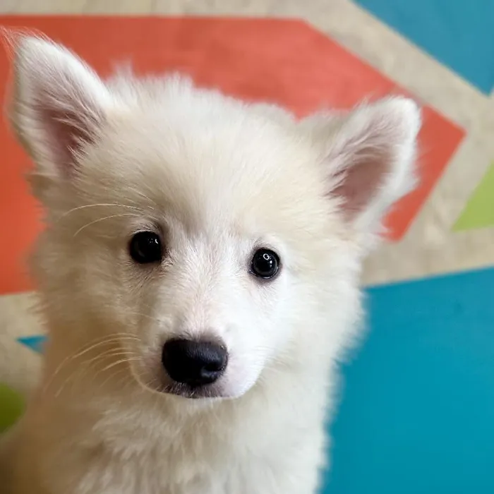Male American Eskimo Puppy for Sale in Rogers, AR