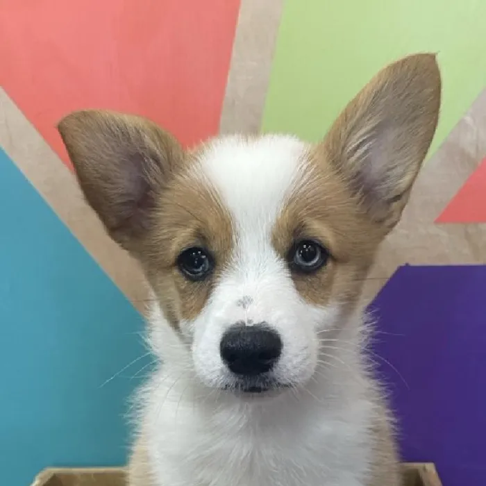 Female Pembroke Welsh Corgi puppy named Tilly for sale at Petland Joplin.