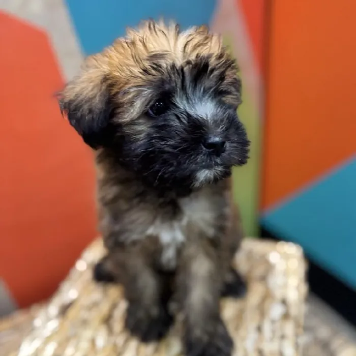 Male Soft Coated Wheaten Terrier Puppy for Sale in Rogers, AR