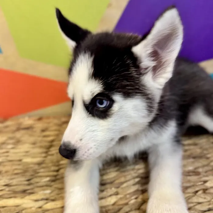 Female Siberian Husky Puppy for Sale in Rogers, AR