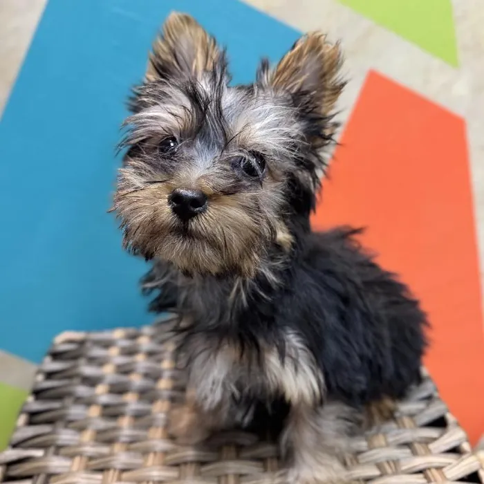 Male Silky Terrier Puppy for Sale in Rogers, AR