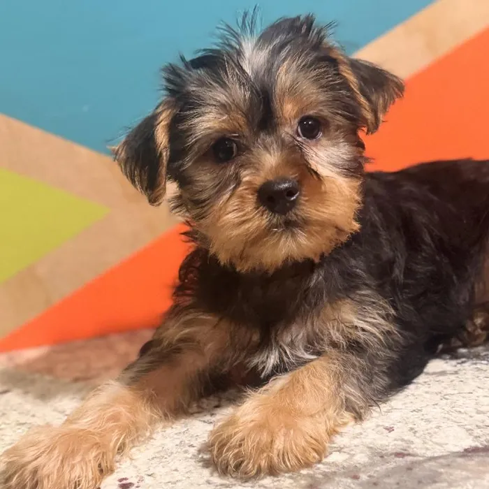 Male Yorkie Puppy for Sale in Rogers, AR