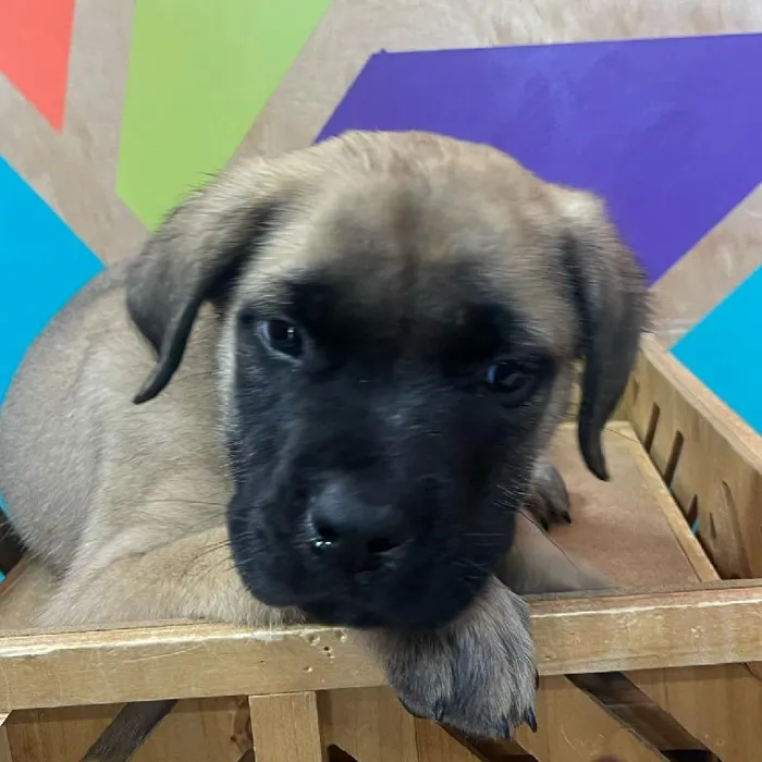 Male English Mastiff Puppy for Sale in Joplin, MO