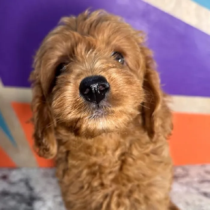Female Mini Goldendoodle puppy named Wendy for sale at Petland Rogers.
