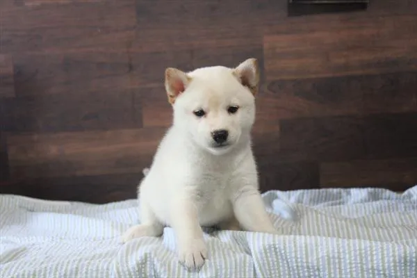 Male Shiba Inu puppy for sale at Petland Joplin.