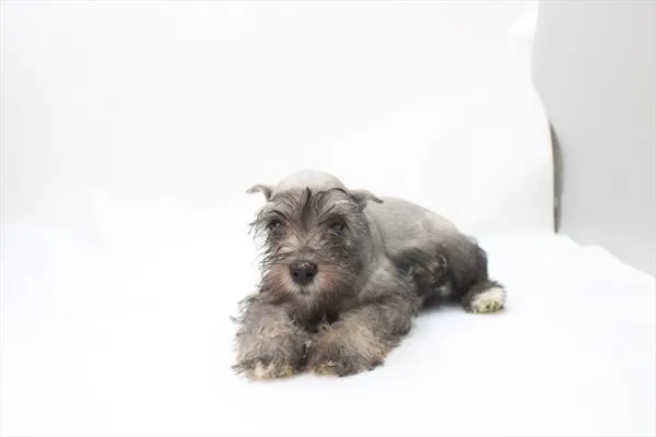 Female Mini Schnauzer puppy named Sydney for sale at Petland Rogers.
