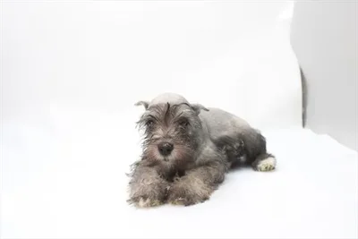 Female Mini Schnauzer puppy named Sydney for sale at Petland Rogers.