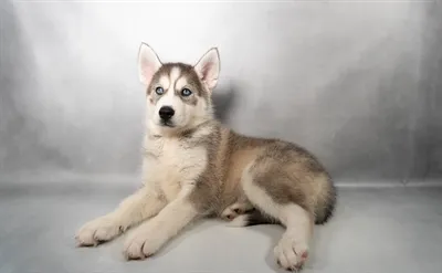 Female Siberian Husky puppy named Snowy for sale at Petland Rogers.