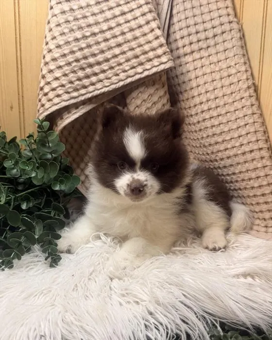 Male Pomeranian puppy named Bear for sale at Petland Joplin.