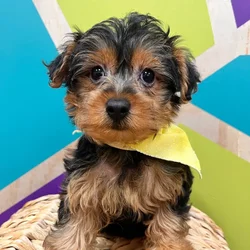 car_main_img_/media/ap_media/pets/WFHSLYZSNBGY106883.webp.250x250_q85.webp